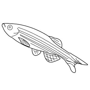 How To Draw a Zebra Danio - Step-By-Step Tutorial