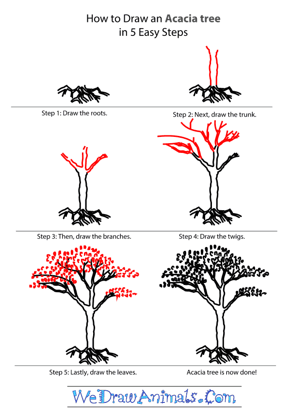 How to Draw an Acacia Tree - Step-by-Step Tutorial