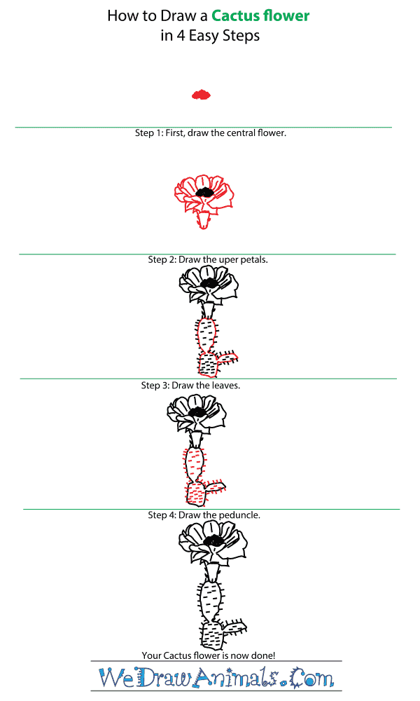 How to Draw a Cactus Flower - Step-by-Step Tutorial