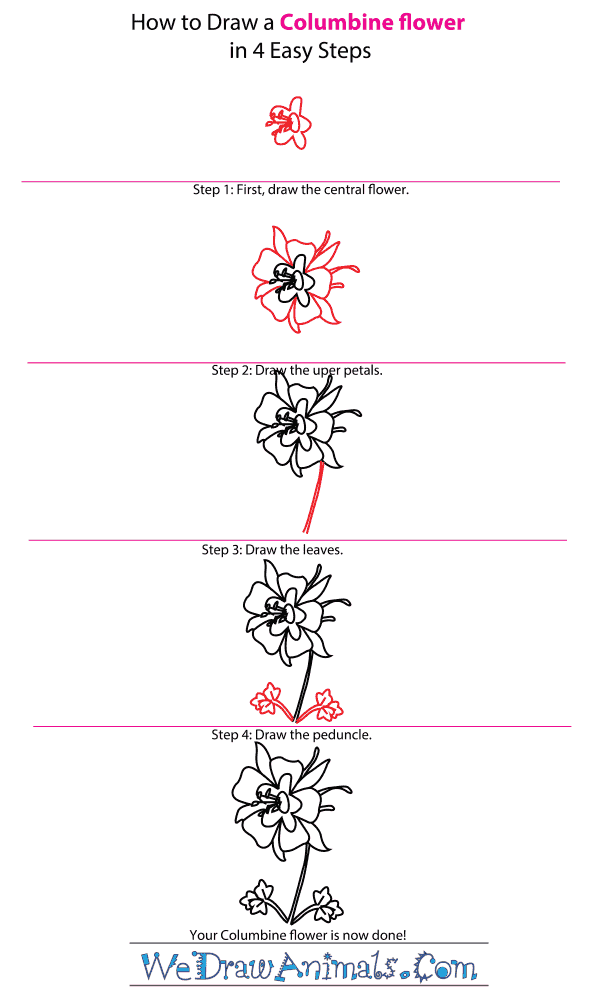 How to Draw a Columbine Flower - Step-by-Step Tutorial
