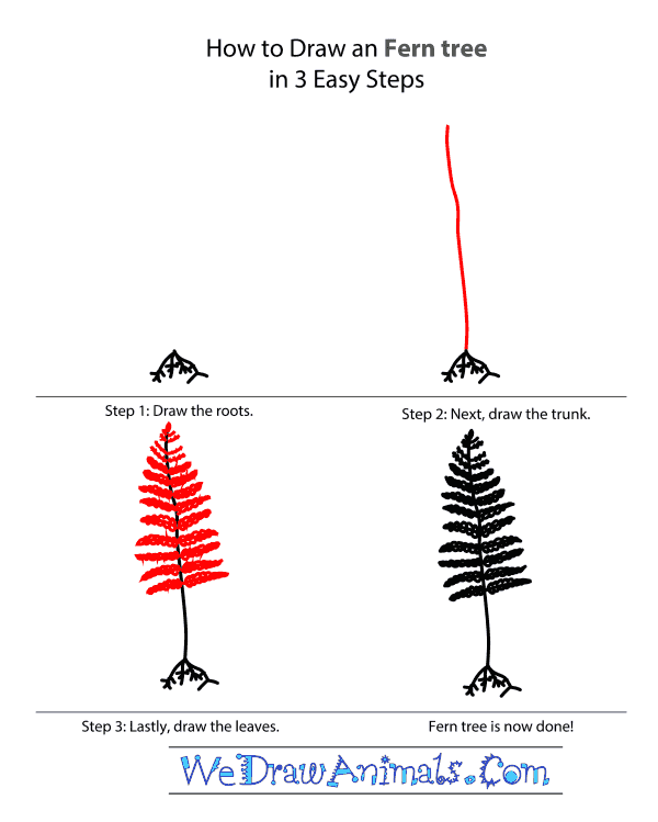 How to Draw a Fern Tree