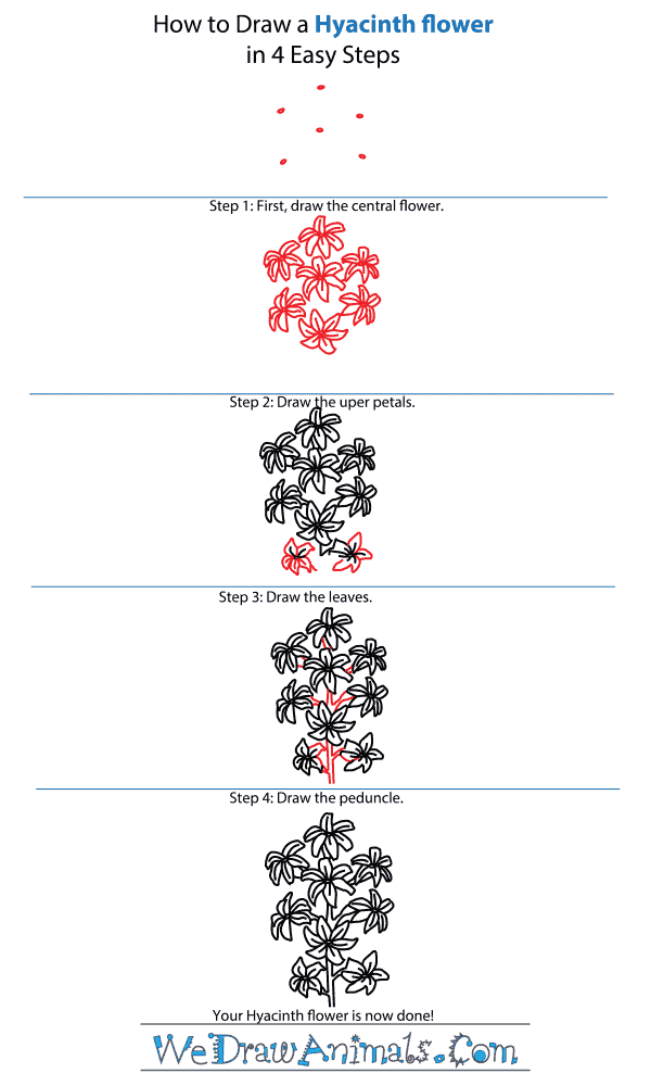 How to Draw a Hyacinth Flower - Step-by-Step Tutorial