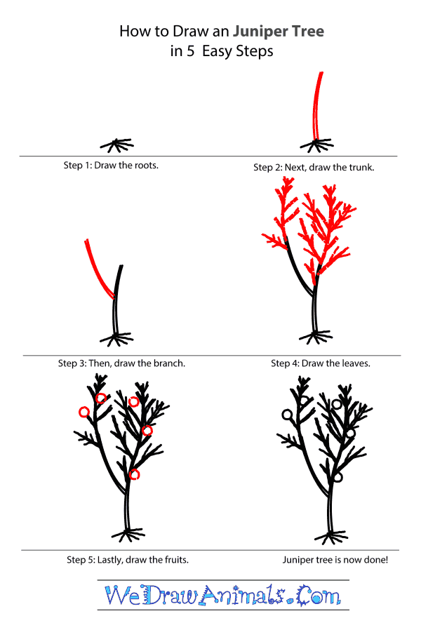 How to Draw a Juniper Tree - Step-by-Step Tutorial