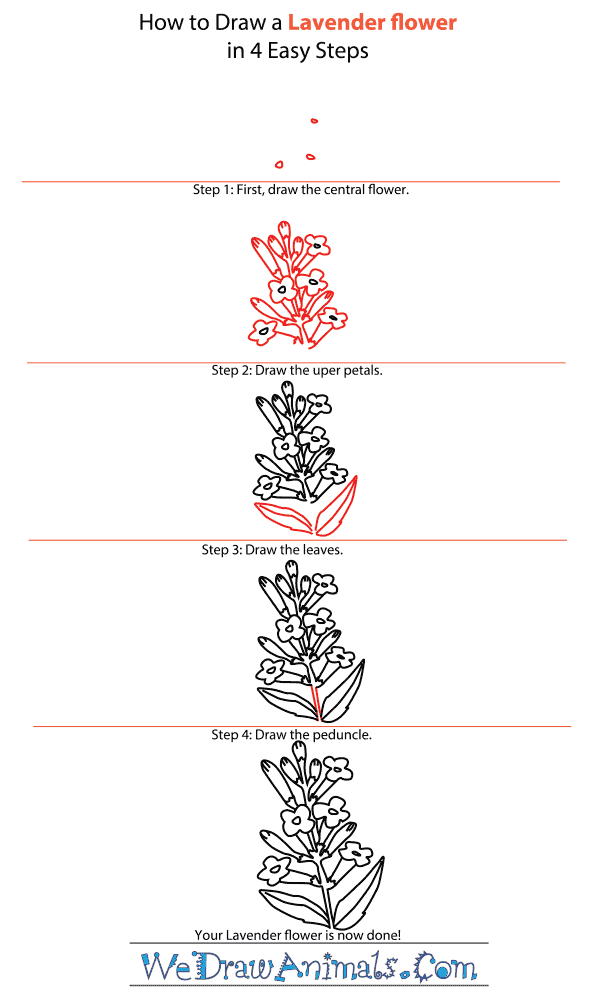 How to Draw a Lavender Flower - Step-by-Step Tutorial