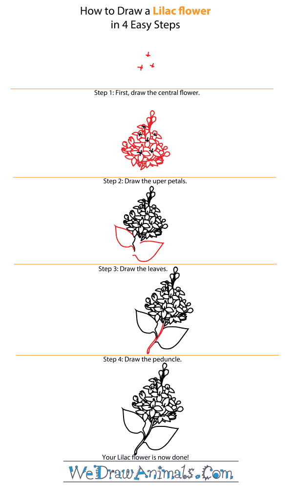 How to Draw a Lilac Flower - Step-by-Step Tutorial