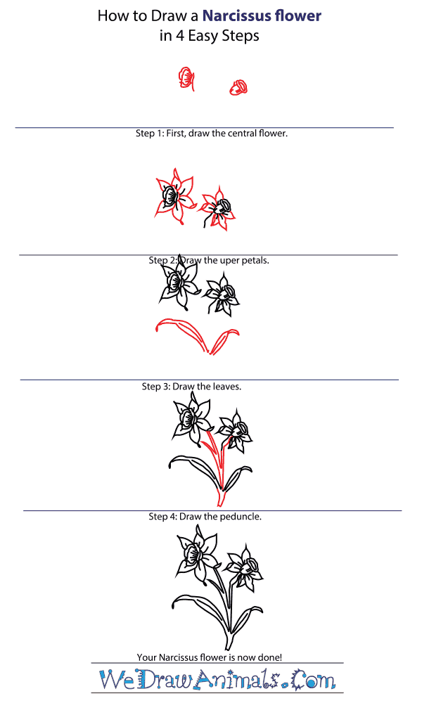 How to Draw a Narcissus Flower - Step-by-Step Tutorial