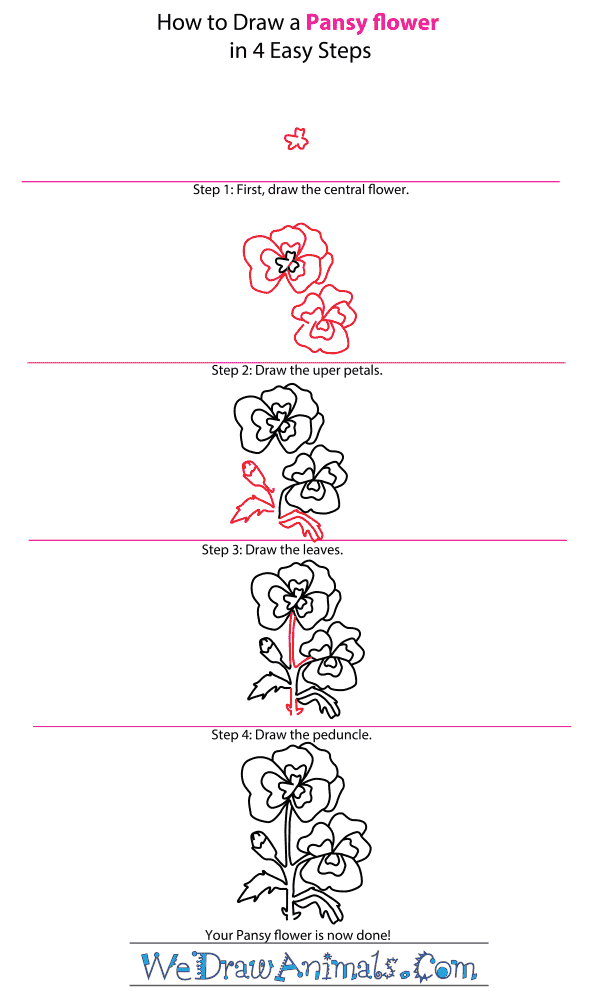 How to Draw a Pansy Flower - Step-by-Step Tutorial