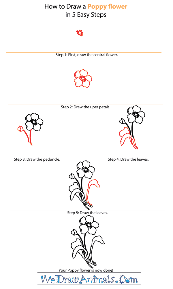 How to Draw a Poppy Flower - Step-by-Step Tutorial