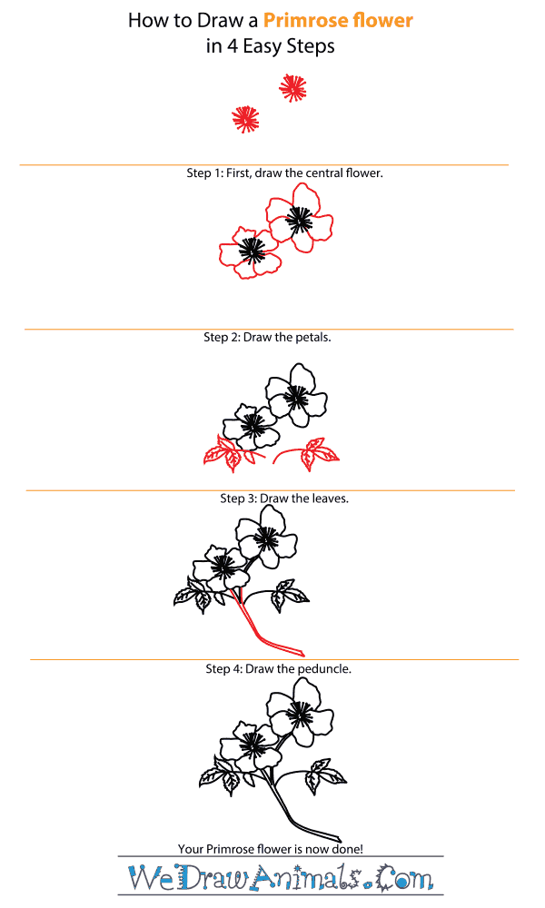 How to Draw a Primrose Flower - Step-by-Step Tutorial