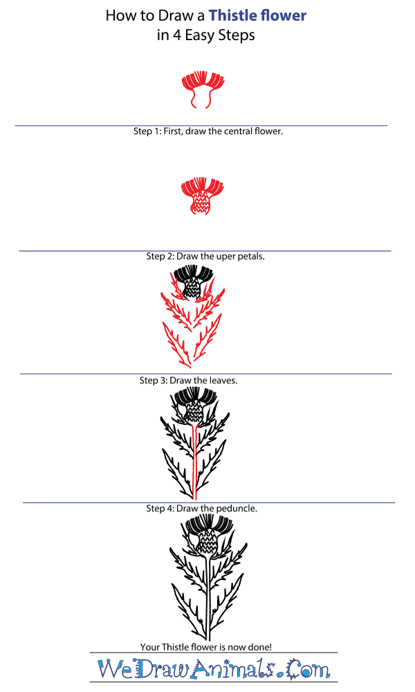 How to Draw a Thistle Flower - Step-by-Step Tutorial