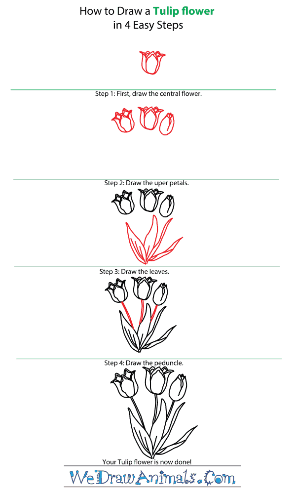 How to Draw a Tulip Flower - Step-by-Step Tutorial