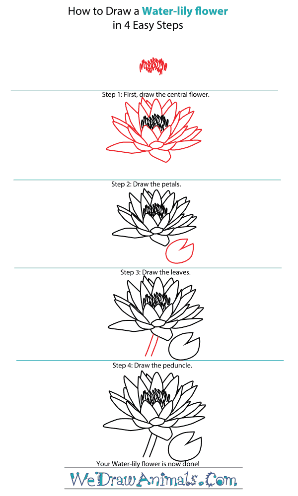 How to Draw a Water-Lily Flower - Step-by-Step Tutorial