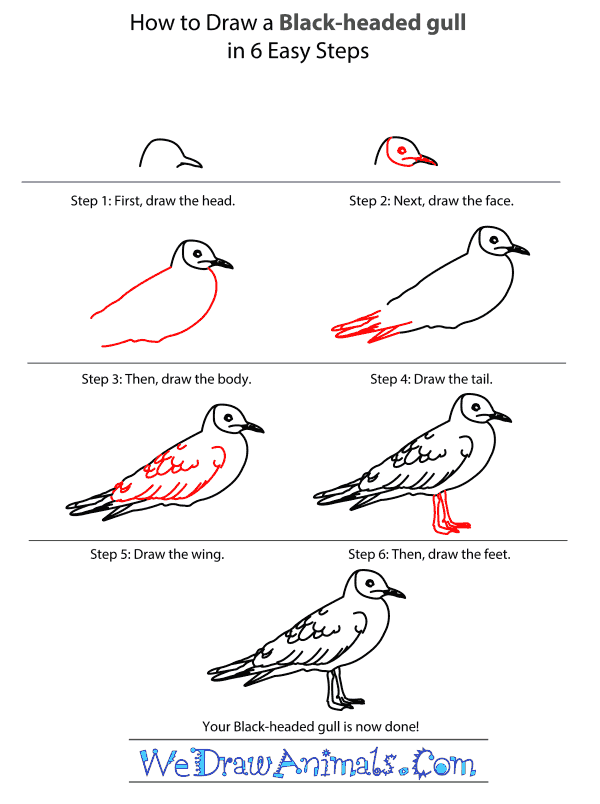 How to Draw a Black-Headed Gull - Step-by-Step Tutorial