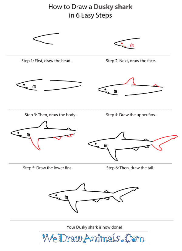 How to Draw a Dusky Shark - Step-by-Step Tutorial