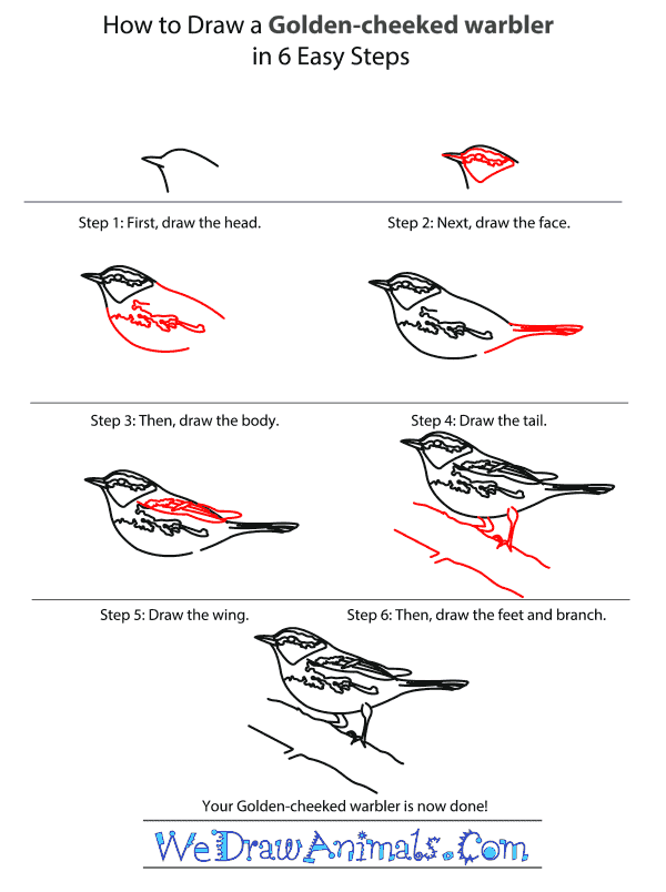 How to Draw a Golden-Cheeked Warbler - Step-by-Step Tutorial