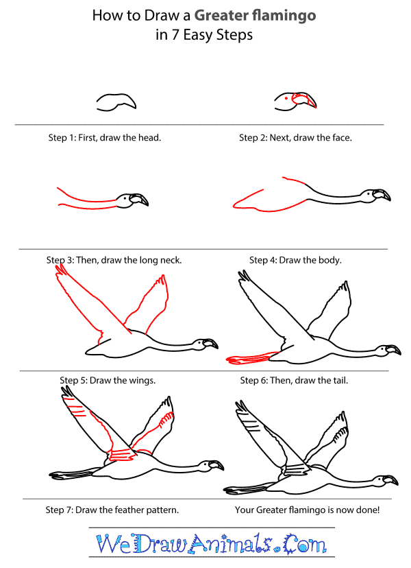 How to Draw a Greater Flamingo - Step-by-Step Tutorial
