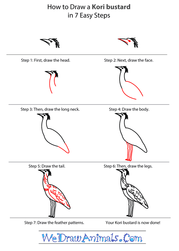 How to Draw a Kori Bustard - Step-by-Step Tutorial