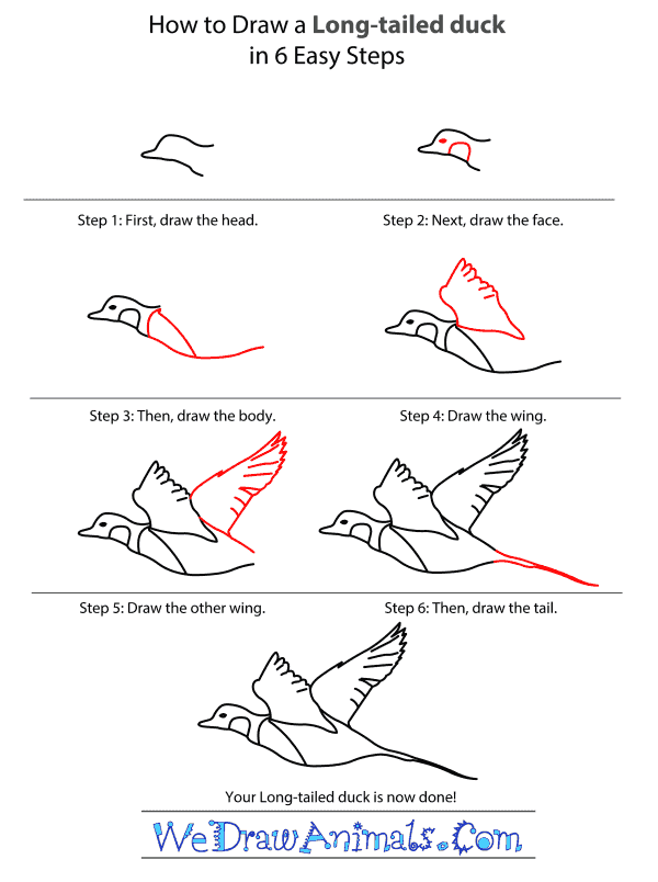 How to Draw a Long-Tailed Duck - Step-by-Step Tutorial