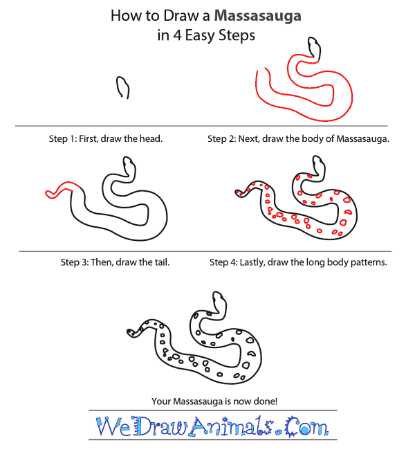 How to Draw a Massasauga - Step-by-Step Tutorial
