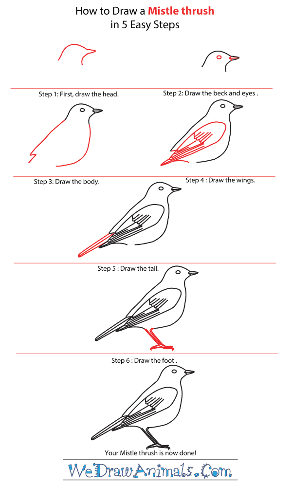 How to Draw a Mistle Thrush - Step-by-Step Tutorial