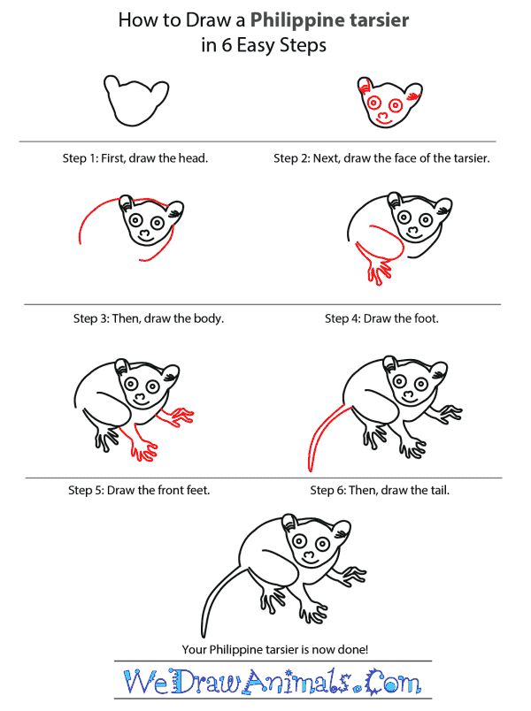 How to Draw a Philippine Tarsier