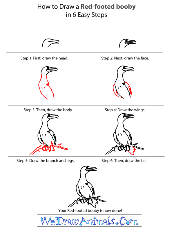 How to Draw a Red-Footed Booby - Step-by-Step Tutorial
