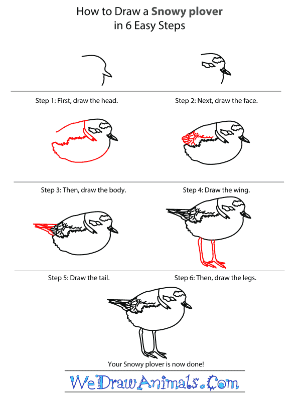 How to Draw a Snowy Plover - Step-by-Step Tutorial