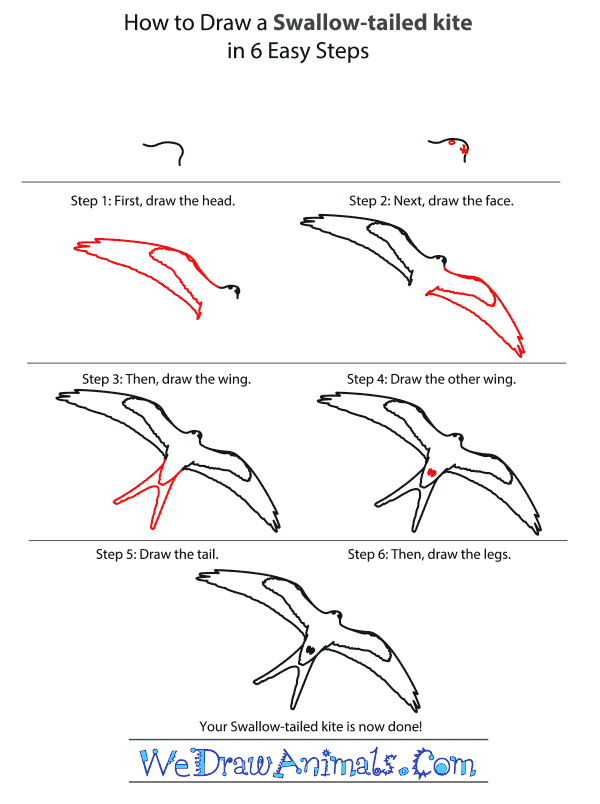 How to Draw a Swallow-Tailed Kite - Step-by-Step Tutorial