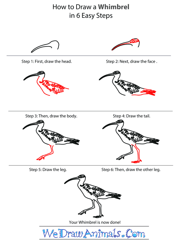 How to Draw a Whimbrel - Step-by-Step Tutorial