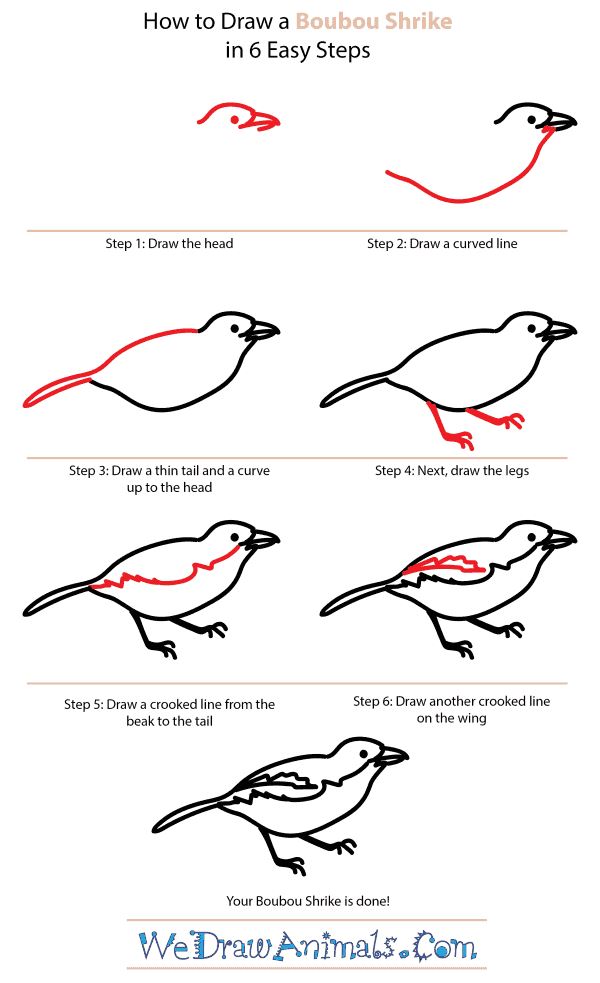 How to Draw a Boubou Shrike - Step-by-Step Tutorial