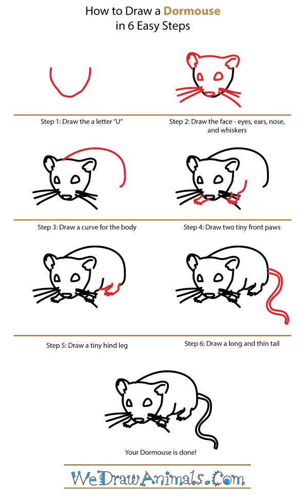 How To Draw A Dormouse How To Draw A Dormouse