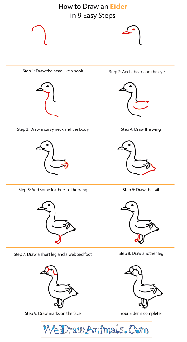 How to Draw an Eider - Step-by-Step Tutorial