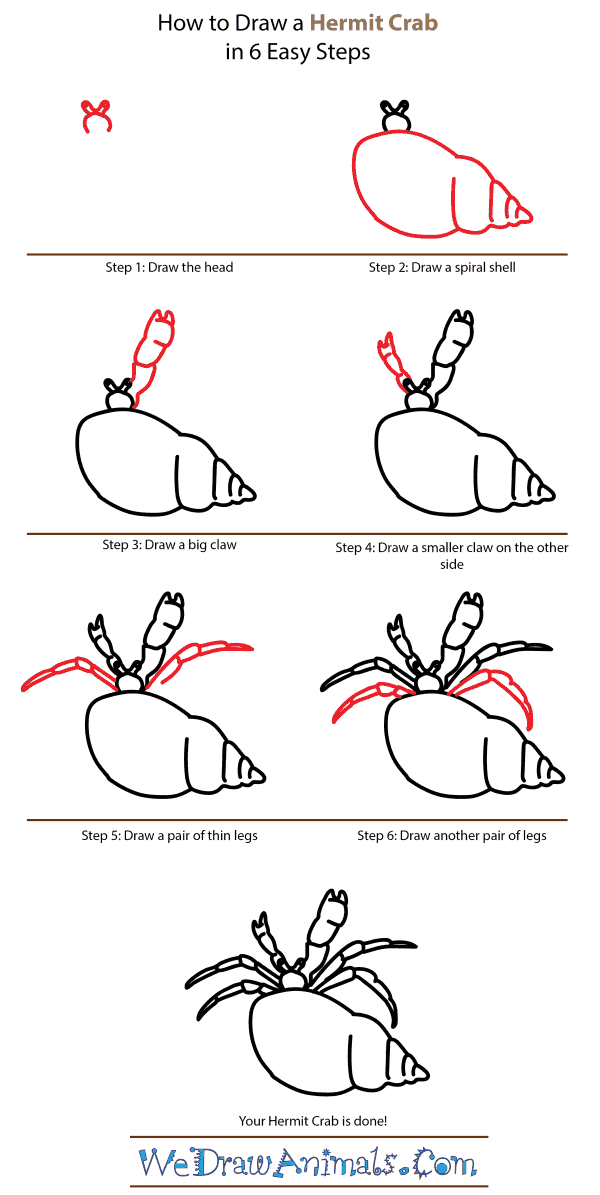 How to Draw a Hermit Crab - Step-by-Step Tutorial