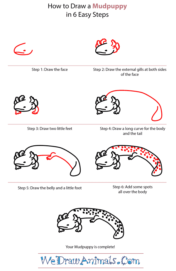 How to Draw a Mudpuppy - Step-by-Step Tutorial