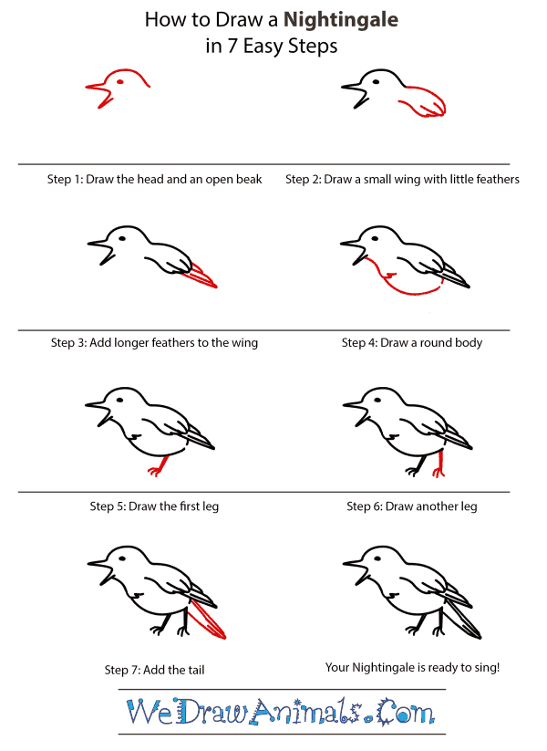 How to Draw a Nightingale - Step-by-Step Tutorial