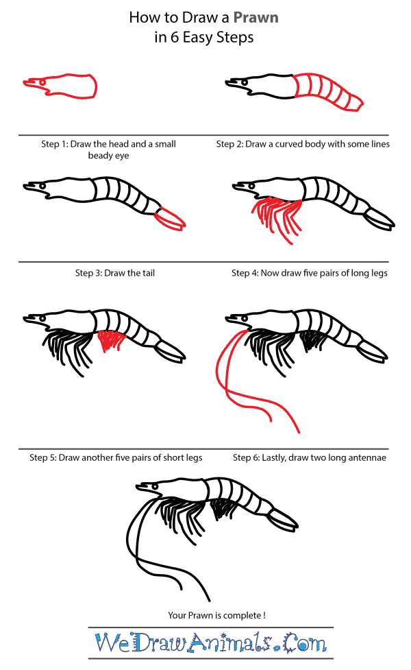 How to Draw a Prawn