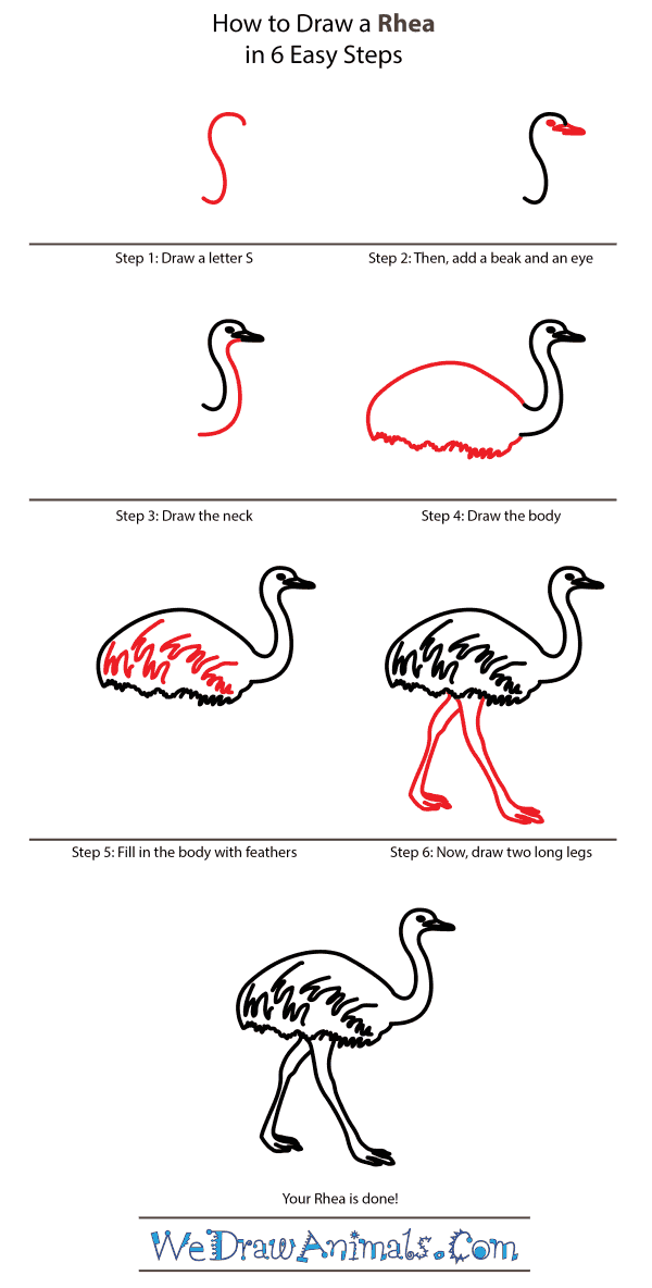 How to Draw a Rhea - Step-by-Step Tutorial