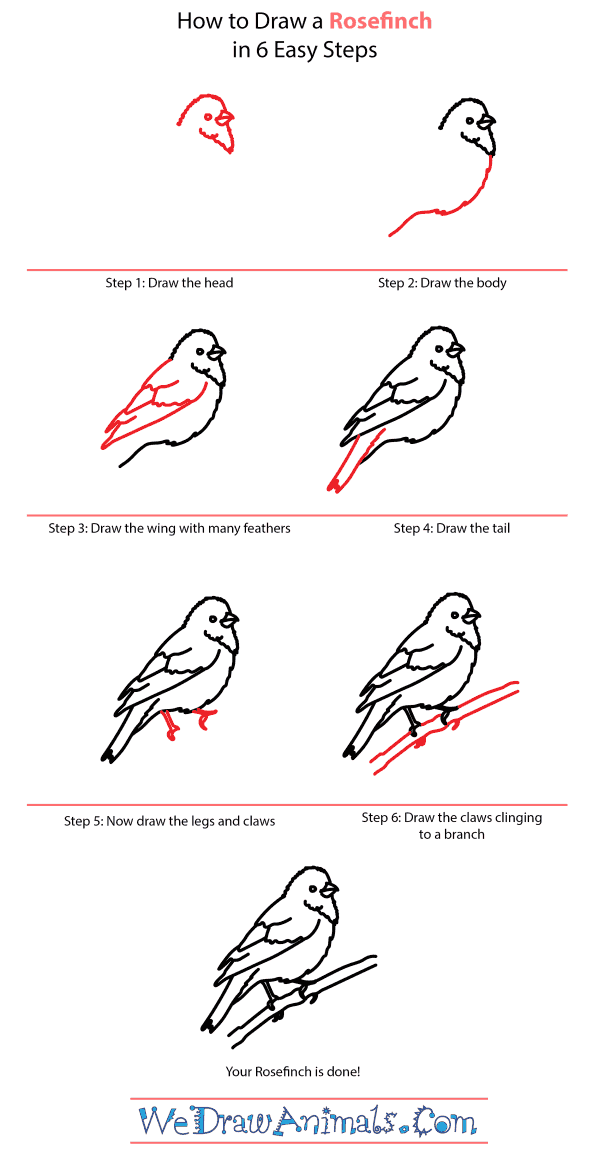 How to Draw a Rosefinch - Step-by-Step Tutorial