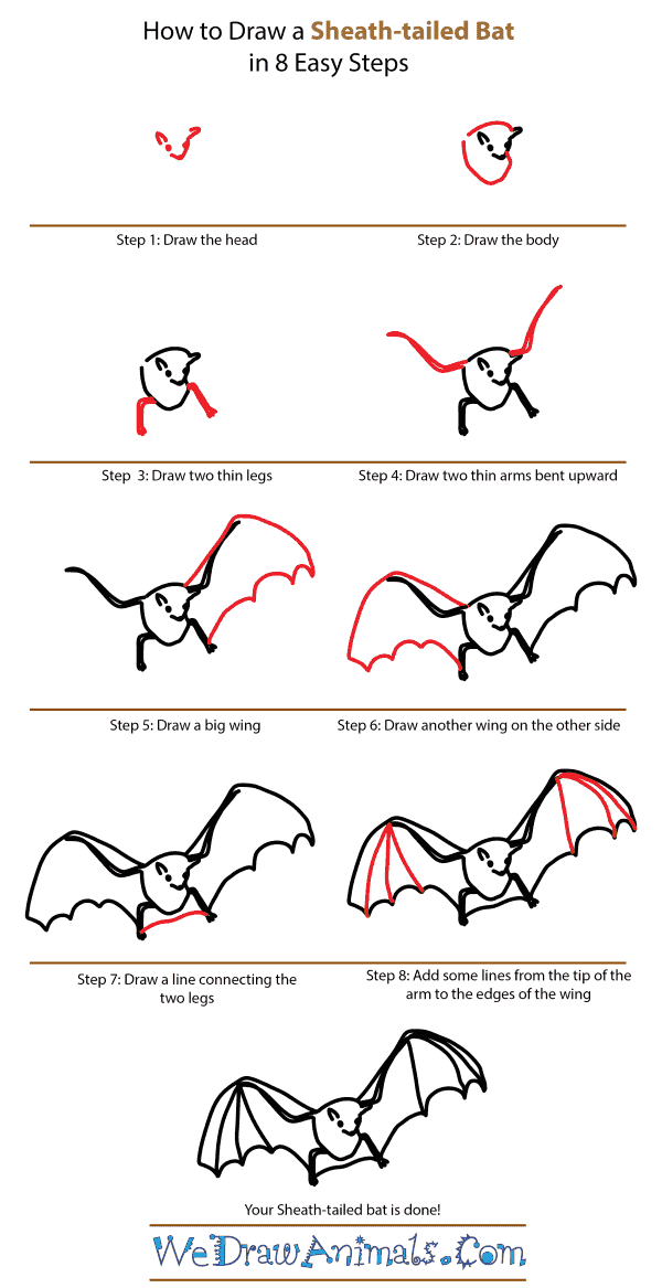 How to Draw a Sheath-Tailed Bat - Step-by-Step Tutorial