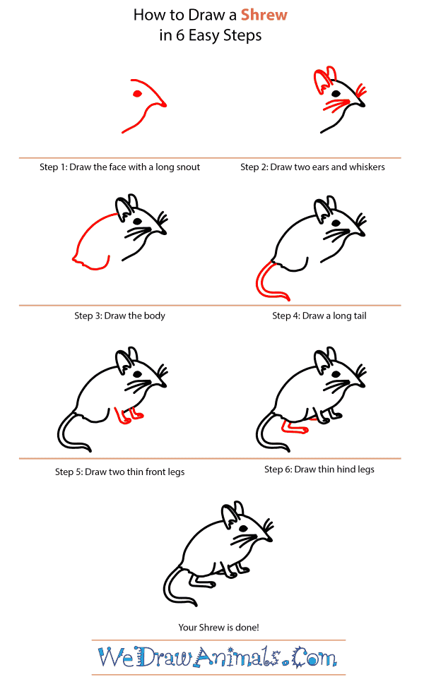 How to Draw a Shrew