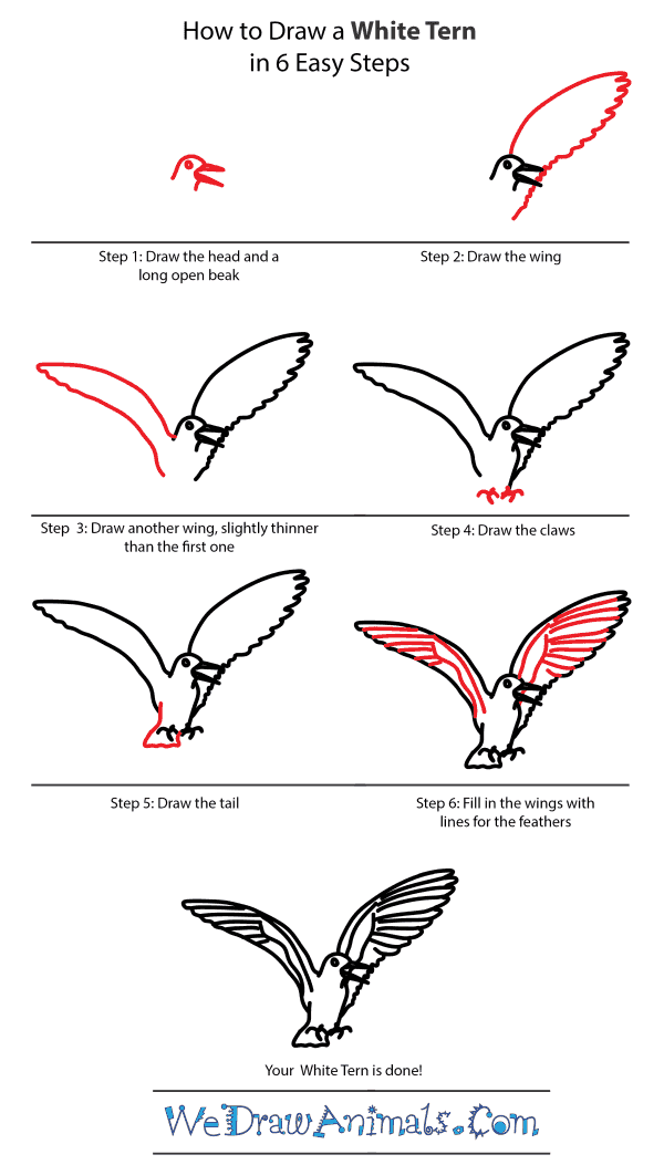 How to Draw a White Tern - Step-by-Step Tutorial