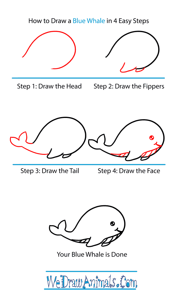 How to Draw a Baby Blue Whale - Step-by-Step Tutorial