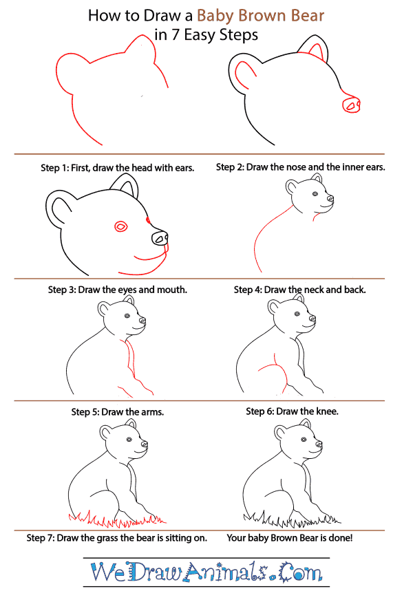 How to Draw a Baby Brown Bear - Step-by-Step Tutorial