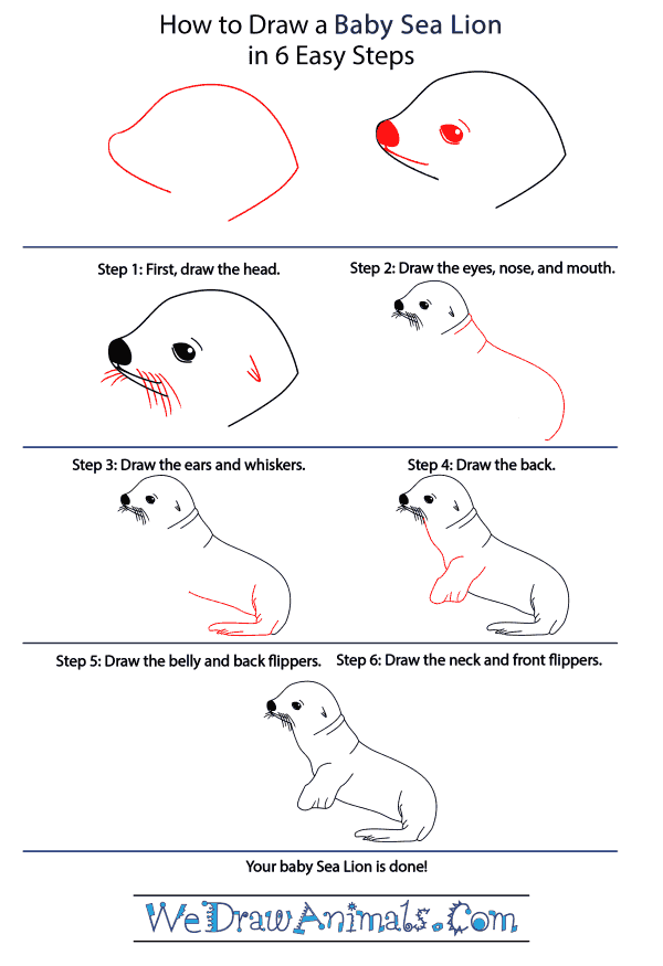 How to Draw a Baby Sea Lion - Step-by-Step Tutorial