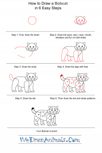 How to Draw a Simple Bobcat for Kids