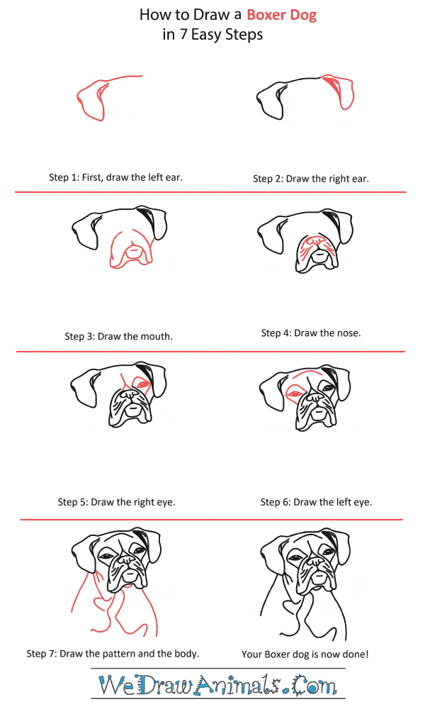 How to Draw a Boxer Dog Head - Step-by-Step Tutorial