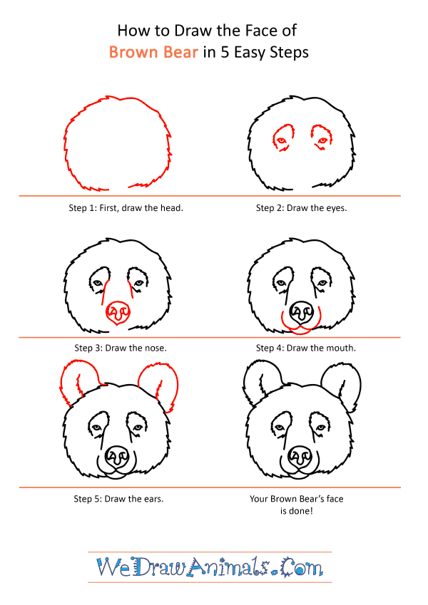 How to Draw a Brown Bear Face - Step-by-Step Tutorial