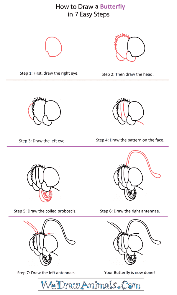 How to Draw a Butterfly Head - Step-by-Step Tutorial