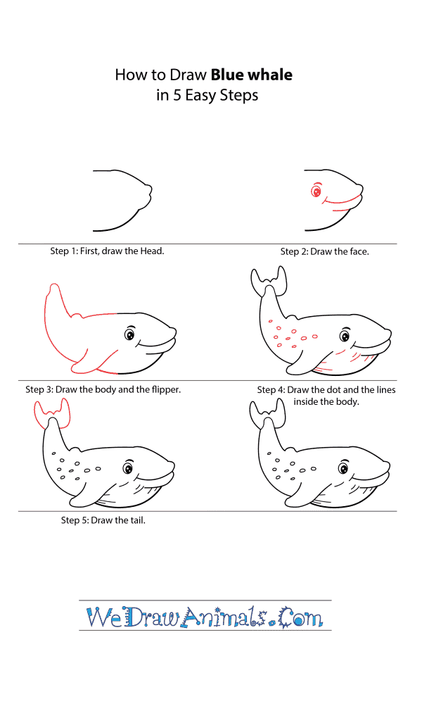 How to Draw a Cartoon Blue Whale