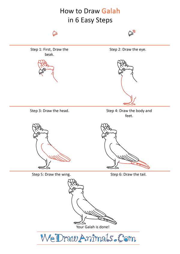 How to Draw a Cartoon Galah - Step-by-Step Tutorial